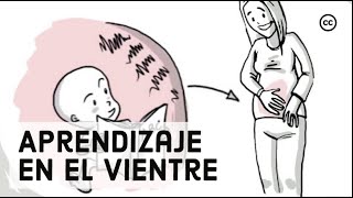 Desarrollo Prenatal Lo Que los Bebés Aprenden Dentro del Vientre [upl. by Phoebe79]