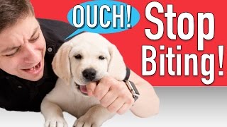 How to Train your Puppy to Stop Biting [upl. by Clarie]