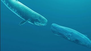 Livyatan vs sperm whale [upl. by Ludovick]