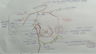 Mammary Gland Anatomy  9 Lymphatic drainage Axillary lymph nodes  TCML [upl. by Nettirb385]