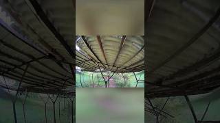 CRUX35 HD 4 bando  FPV ON [upl. by Goto]