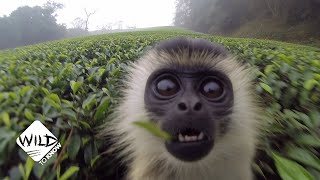 Dangerous Trip Colobus Monkeys Risk It All for a Bite  Wild to Know [upl. by Vic]