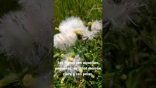 Sus semillas parecen plumas blancas al viento Erechtites hieraciifolius [upl. by Annalla]