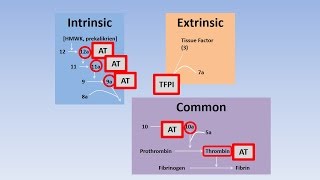 Fibrinolysis Thrombolysis and Anticoagulation [upl. by Valencia]