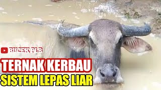 BETERNAK KERBAU LIAR [upl. by Adnofal]