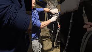 On filme lintérieur dun cheval  veterinaire vet gastroscopie [upl. by Olyhs]