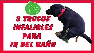 3 TIPS Cómo EDUCAR a un CACHORRO a HACER sus NECESIDADES [upl. by Archibald]