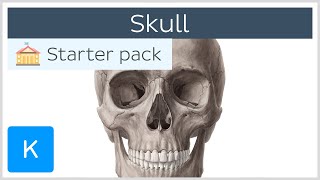 Bones of the Skull Neurocranium and Viscerocranium  Human Anatomy  Kenhub [upl. by Annairol283]