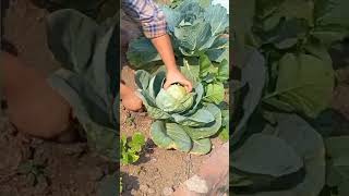 Cabbage Seeds Gardening Agriculture Home [upl. by Diraf]