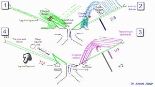 Anatomy of the inguinal region simplified [upl. by Riess833]