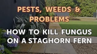 How to Kill Fungus on a Staghorn Fern [upl. by Hiram55]