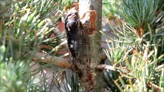 thelopecom  Neotibicen Figuratus sings day 17 after molting [upl. by Cherian]