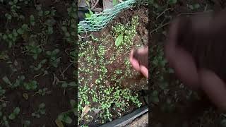 garden gardening composting compost [upl. by Jaddan204]