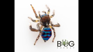 Review 3 Coastal Peacock Jumping Spider Maratus speciosus [upl. by Gasper]