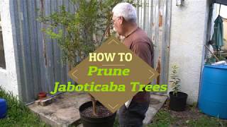 How to prune a Jaboticaba Tree  Myrciaria cauliflora [upl. by Inerney]