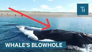 Whats Actually Inside A Whales Blowhole [upl. by Darcee]