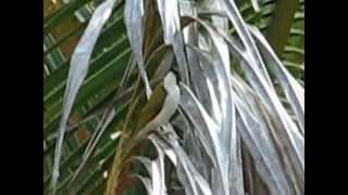 Song of the Whitethroated Honeyeater [upl. by Isej433]