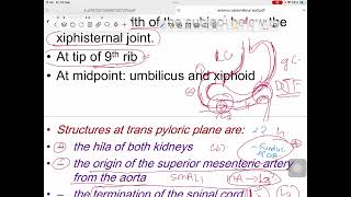 Anterior abdominal wall Anatomy  2nd stage  Arab [upl. by Ashil870]