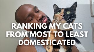 Ranking My Cats from MOST to LEAST DOMESTICATED [upl. by Schonfield]