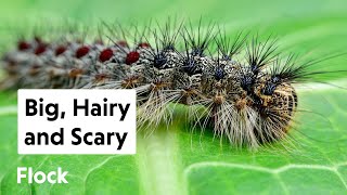 Exploring the Fascinating World of Gypsy Moth Caterpillar  Interesting Facts  The Beast World [upl. by Deyes]