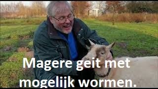 Magere geit met mogelijk wormen [upl. by Martyn]