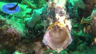 0312warty frogfish open mouth slow motion 4K underwater video stock footage [upl. by Eleon]