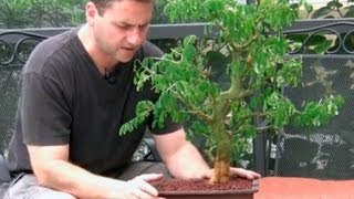 How To Bonsai  Brazilian Raintree Care [upl. by Olraced]