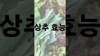 상추의 효능 Benefits of Lettuce short [upl. by Croom]