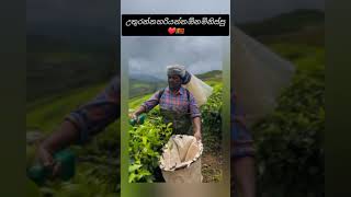 හෙලුවට වැටෙන likecomment මෙව්වට නෑ ❤️😊  Beautiful peoples shorts srilanka india [upl. by Lekzehcey77]