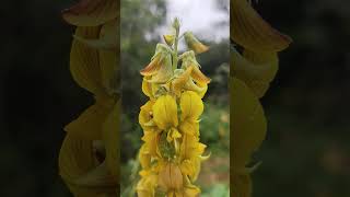 Crotalaria pallida [upl. by Nylloh]