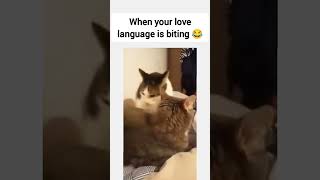 When your love language is biting 😂 funny shorts [upl. by Coney759]