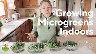 How to Grow Microgreens at Home [upl. by Dov]