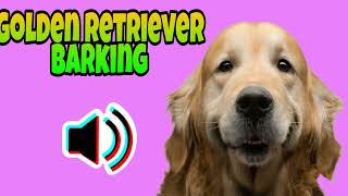 Golden Retriever Barking Sound 🔊 [upl. by Ennaharas]