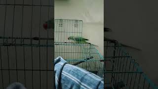 Parrot talking training alam parrottraining parrotkidschennal parroteducation viralvideao [upl. by Laraine152]