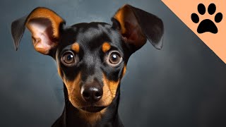 Min Pin  What you MUST KNOW about Miniature pinschers [upl. by Jeromy]