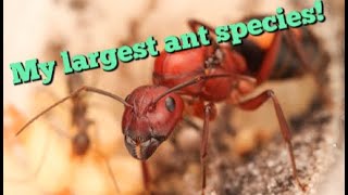 Camponotus Socius My Largest Ant Species [upl. by Strep]