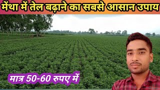 मेंथा में तेल कैसे बढ़ाएं। mentha oil kaise badhayen। mentha me sulphur ka use। [upl. by Ymot]