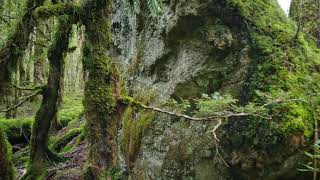 NEW ZEALAND NATIVE FOREST WALK [upl. by Eedahs]