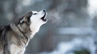 Husky Howling  Compilation Video [upl. by Verner]