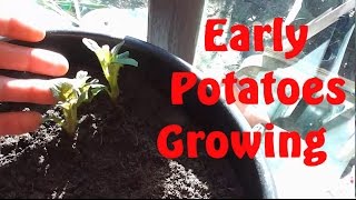 Allotment Diary  Early Container Potatoes amp Shallots Update amp DIY Heated Propagator [upl. by Rother]