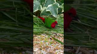 Red Throated Parrotfinch  Aviary Birds [upl. by Portie]