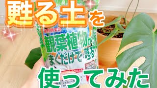 【観葉植物】まくだけで甦る土を使ってみた [upl. by Eckart346]