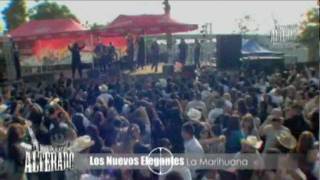 LOS NUEVOS ELEGANTES  LA MARIHUANA EN VIVO [upl. by Nanfa]