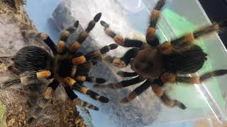 How do Red Knee Tarantulas Mate [upl. by Eran]