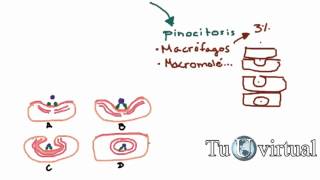 Fisiología  Endocitosis Fagocitosis y Pinocitosis  Sistemas funcionales de la celula [upl. by Nered]