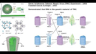 RNA as Genetic Material [upl. by Enaasiali]