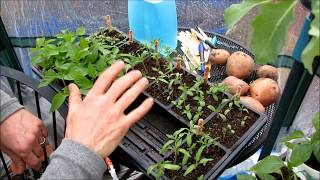 Subscribe to The Rusted Garden 2019 Weekly Videos About Vegetable Gardening amp Homesteading [upl. by Arammahs319]