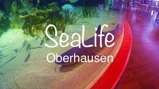 Sea Life Oberhausen Germany in 4K [upl. by Aicnorev913]