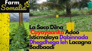 La Soco Dilna Cayayaanka Adoo Isticmalaya Dabinnada Dhegdhega leh Lacagna Badbaadi [upl. by Ynnavoeg927]