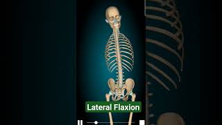 Vertebral column Lateral flexion movement 💀☠️🩻 [upl. by Leler320]